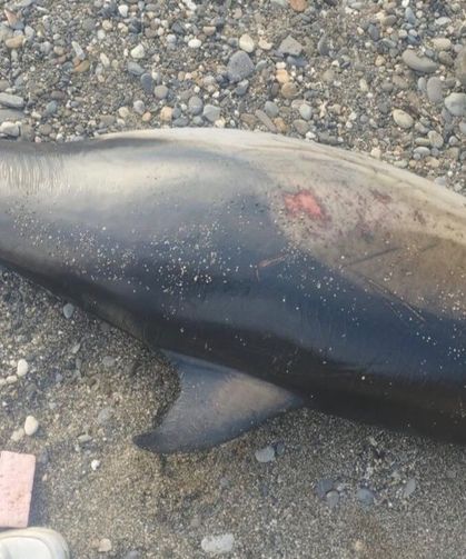 Ölü yunus karaya vurdu