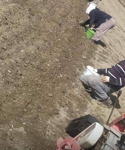 Taşköprü sarımsağı Tosya tarlalarında