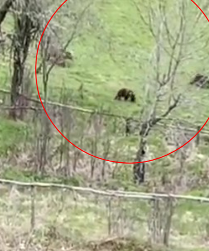 3 boz ayı tarlaya indi