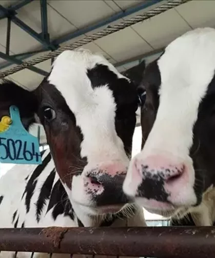 Hayvancılıkta yeni dönem: Nakit ödeme devri bitiyor!