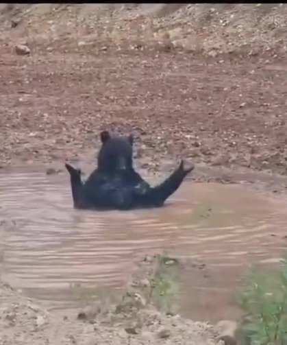 Kastamonu ayısının banyo keyfi kameraya yansıdı