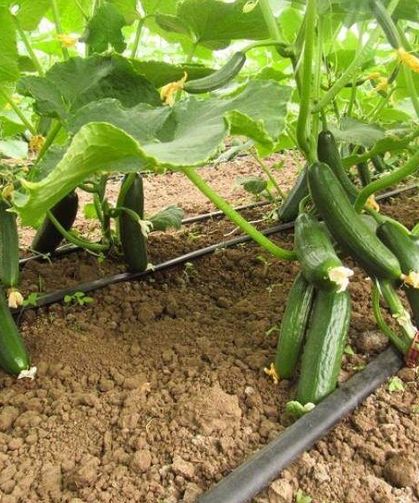 Cide’de çiftçilere %50 hibeli salatalık fidesi desteği