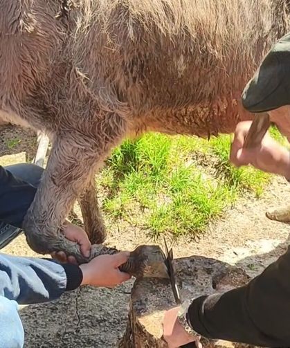 Cide’nin köyünde 55 yıldır ata mesleğini sürdürüyor