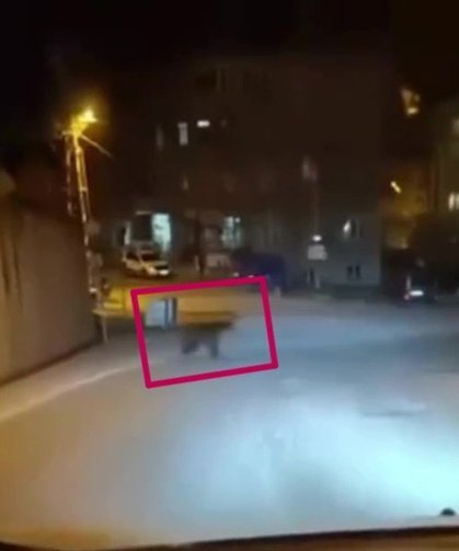 Ayının gece gezmesi cep telefonu ile görüntülendi