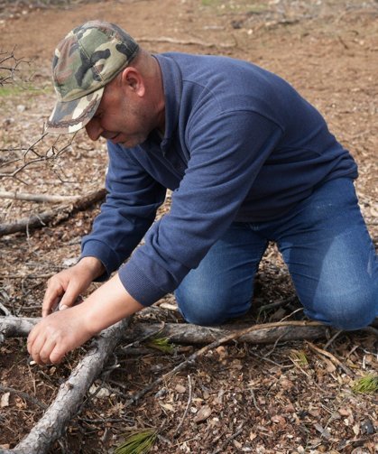 Kastamonu'da kuzugöbeği bolluğu yaşanıyor