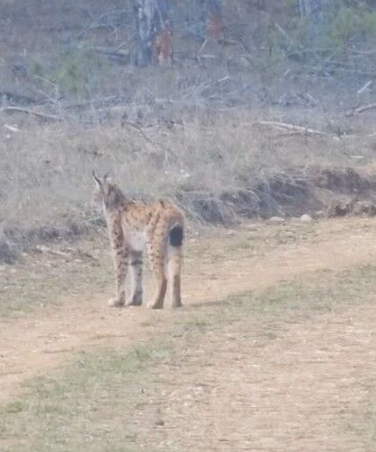 Kastamonu’da “ormanın hayaleti” Vaşak görüntülendi
