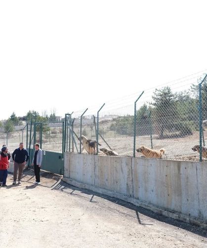 Kastamonu’da sahipsiz hayvanlar için ortak adım