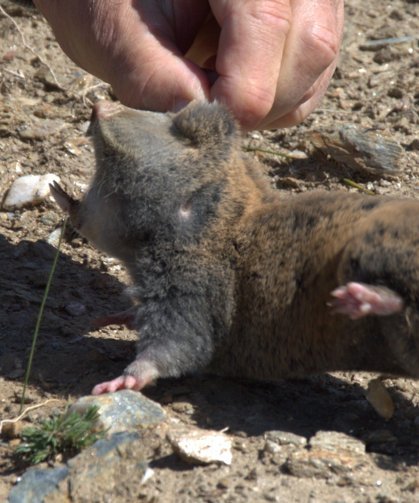 Kastamonu’nun adı tarla farelerine verildi