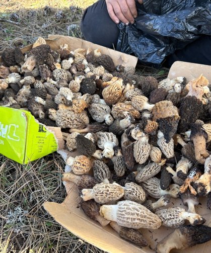 Bin liralık mantar yüz güldürdü