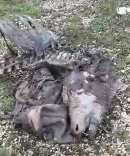 Devrekani’de gölete bırakılan leşler isyan ettirdi!