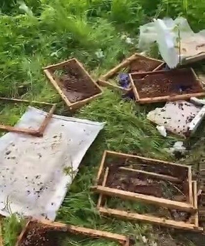 Kastamonu'da aç kalan ayılar köye inip arı kovanlarını parçaladı