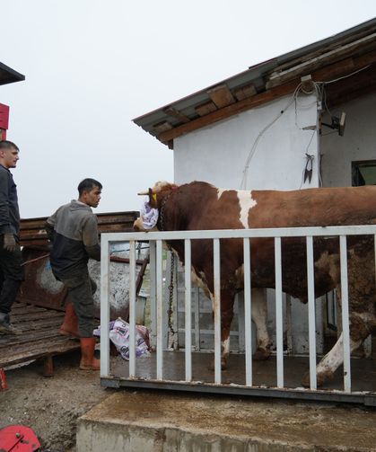 Kastamonu’dan İstanbul’a kurbanlık sevkiyatı başladı