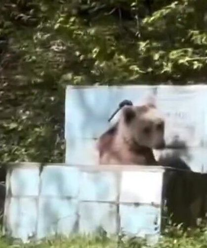 Kastamonu’da sıcaktan bunalan ayının su keyfi görüntülendi