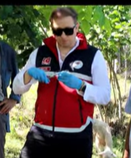 Kastamonu'da kahverengi kokarcaya karşı samuray arısı bırakıldı