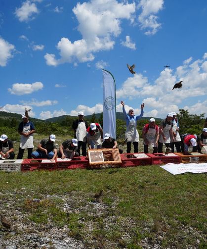 Kastamonu’da biyolojik mücadele: Bin 200 keklik doğada