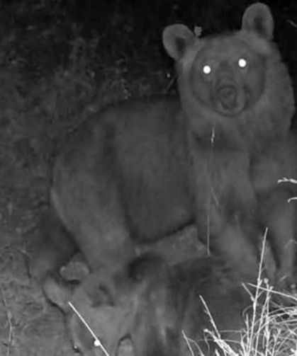 Kastamonu’nun yaban hayatı fotokapana yansıdı