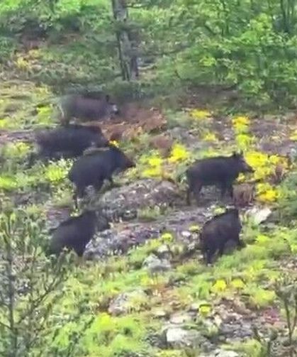 Kastamonu'da orman işçilerinin karşısına domuz sürüsü çıktı