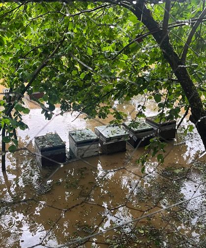Cide'de sel felaketi: 350 kovan arı telef oldu, zarar 8 Milyon Lirayı buldu