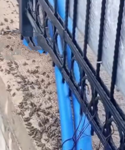 Kastamonu'da şaşırtan doğa olayı: Kurbağa bastı!