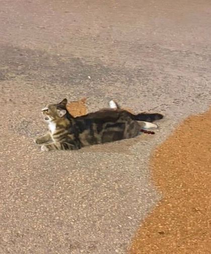 Kastamonu'da büyük vicdansızlık: Çarpıp yol ortasında bıraktı!