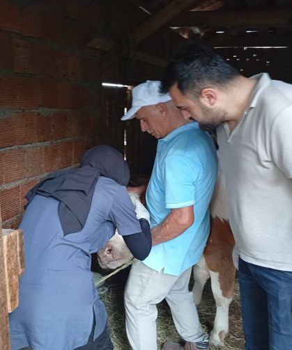 Çatalzeytin’de hayvan sağlığı için kritik mücadele