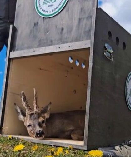 Kastamonu'da Bakan duyurdu: İyileşen karaca doğaya bırakıldı