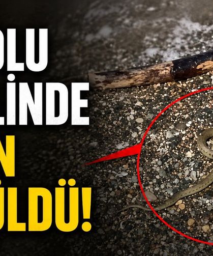 İnebolu sahilinde yılan görüldü