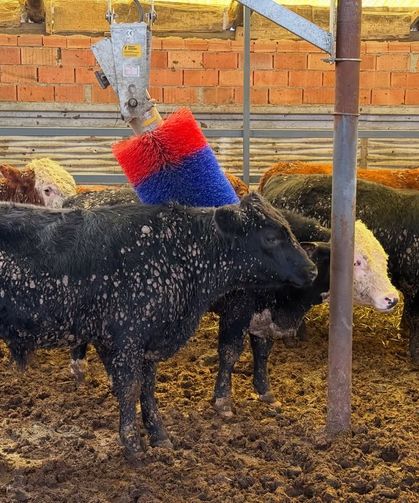 Kastamonu’da ithal hayvanlar mercek altında