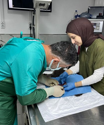 Bölgede ilk kez uygulandı: Kedinin hayatını kurtaran operasyon
