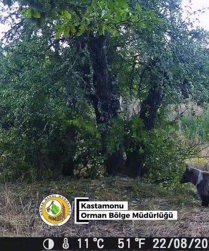 Kastamonu ormanlarından büyüleyen görüntüler