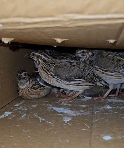 Kastamonu’da kaçak bıldırcın avlayan şahıslara ceza yağdı