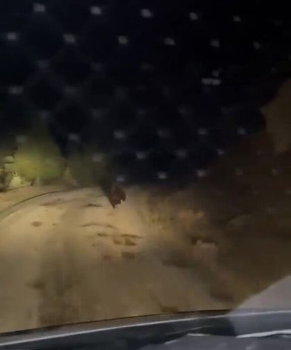 Kastamonu’da aracın önünde koşan ayı kameraya yansıdı