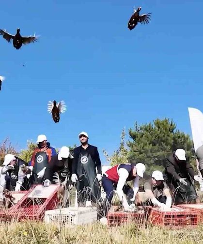 İstanbul'dan nakledilen sülünler Kastamonu'da doğaya salındı