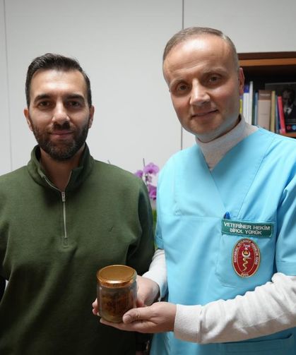 Bir armut ineği ölümün kıyısına getirdi, sonu üniversitede bitti