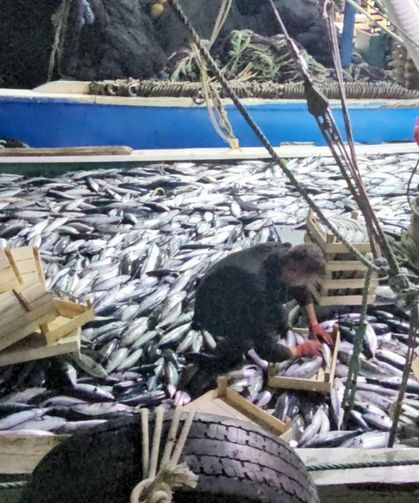 Cide'de palamut bereketi: Tanesi 40 liraya düştü