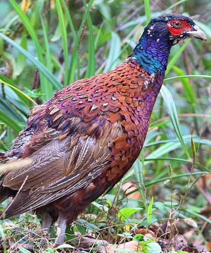 Kastamonu kuş haritasına bir tür daha eklendi