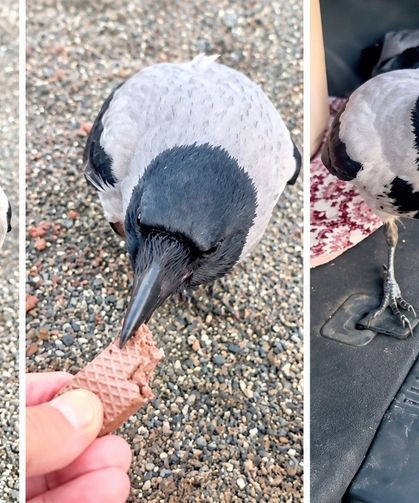 Kastamonu’da beslediği karga, gofret paketini kapıp kaçtı