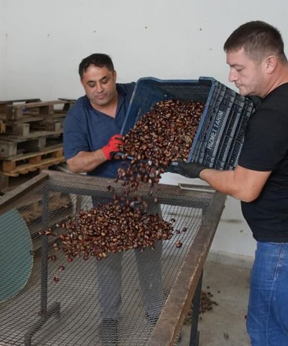 Kastamonu’da kestane mesaisi başladı, köylünün yüzü güldü