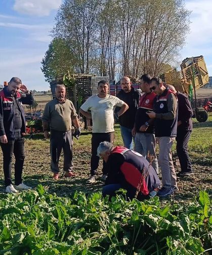 Seydiler'de şeker pancarı hasadı başladı