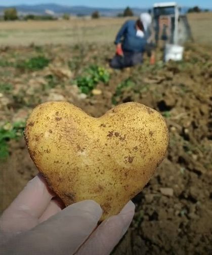 Kastamonu’da hasattan kalp şeklinde patates çıktı