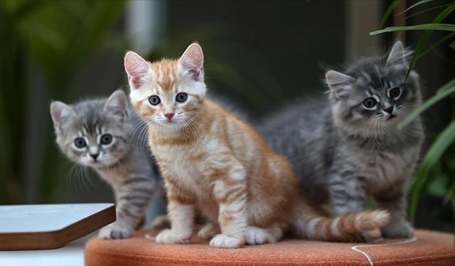 Zam şampiyonu evcil hayvan ürünleri oldu