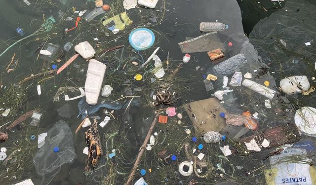 Deniz kustu Sinop sahili çöplerle doldu