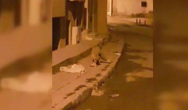 Aç kalan tilki yiyecek aramak için şehre indi