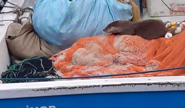 Karadeniz'de su samuru kameraya yakalandı