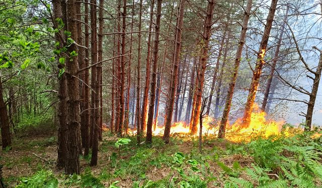 Çıkan fırtına Kastamonu'da orman yangınına neden oldu!