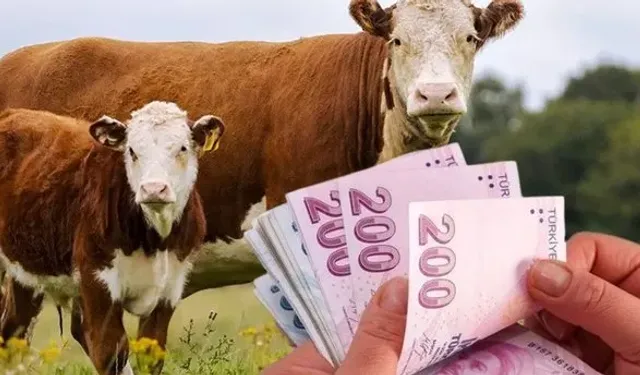Kastamonu’da 52 bin 918 buzağı için 165 milyon TL destek