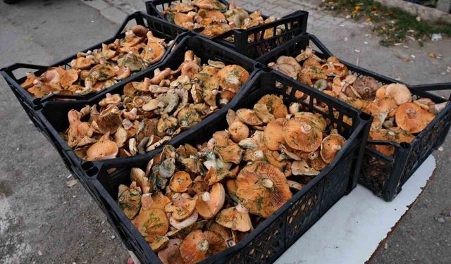 Kastamonu’da kanlıca mantarının fiyatı yarı yarıya düştü