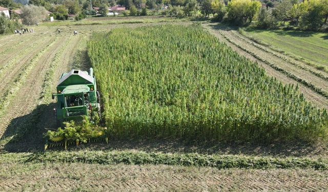 OMÜ, Kastamonu'daki kenevirin geleceğini parlatıyor