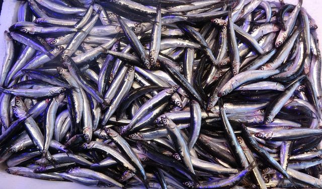 Hamsi azaldı, fiyatlar yeniden pik yaptı