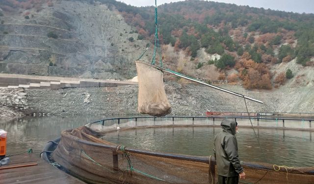 Kastamonu'da 210 ton alabalık üretildi